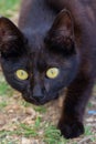 Cute black kitten with large white eyes sitting on textured street Royalty Free Stock Photo