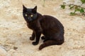 Cute black kitten with large white eyes sitting on textured street Royalty Free Stock Photo