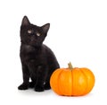 Cute black kitten next to a mini pumpkin isolated on white Royalty Free Stock Photo