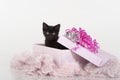 Cute black kitten in pink gift box present