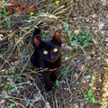 Cute black kitten sitting in the grass. The cat has bright yellow eyes Royalty Free Stock Photo