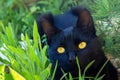 Cute black kitten sitting in the grass. The cat has bright yellow eyes. Royalty Free Stock Photo