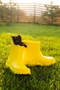 Funny black kitten sitting in yellow boot on grass. Cute image concept for postcards calendars and booklets with pet Royalty Free Stock Photo