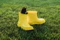 Funny black kitten sitting in yellow boot on grass. Cute image concept for postcards calendars and booklets with pet Royalty Free Stock Photo