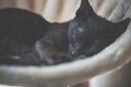 Black kitten sleeping on cat tower Royalty Free Stock Photo