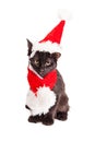 Cute Black Kitten Wearing Christmas Hat Royalty Free Stock Photo