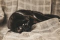 Cute Black Kitten with Yellow Eyes Relaxing on Linen Blanket art