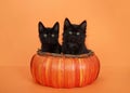 Cute black kittens in an orange pumpkin basket on orange Royalty Free Stock Photo