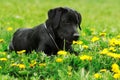 Cute Black Labrador Puppy Lies On The Grass