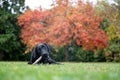 Cute black labrador puppy lying in a green grass chewing on a stick Royalty Free Stock Photo