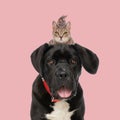 Cute black labrador retriever dog with tabby cat and rabbit above his head Royalty Free Stock Photo