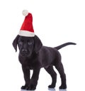 Cute black labrador retriever wearing santa claus hat for christmas Royalty Free Stock Photo