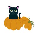 Cute black little cat sitting in pumpkin. Adorable hand drawn kitty, funny Halloween vector illustration isolated on Royalty Free Stock Photo