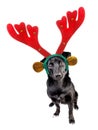 Cute black little dog xmas christmas reindeer headband isolated Royalty Free Stock Photo