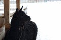 Cute black llama Royalty Free Stock Photo