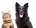 Cute black long haired dog and brown tabby cat together closeup of faces looking at camera together Royalty Free Stock Photo