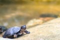 Cute black marsh turtle (Siebenrockiella crassicollis) also known as black marsh turtle, smiling terrapin, and Siamese temple