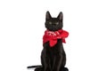 Cute black metis kitty looking up and wearing red bandana