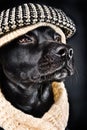 Cute black mutt Royalty Free Stock Photo