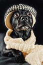 Cute black mutt Royalty Free Stock Photo