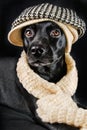 Cute black mutt Royalty Free Stock Photo