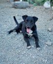 Cute black Patterdale Terrier dog lying on the asphalt ground