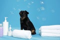 Cute black Petit Brabancon dog, bath accessories and bubbles