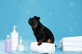 Cute black Petit Brabancon dog, bath accessories and bubbles on light blue