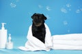 Cute black Petit Brabancon dog with towel, bath accessories and bubbles on light blue