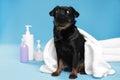Cute black Petit Brabancon dog with towel, bath accessories and bubbles on blue background Royalty Free Stock Photo