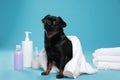 Cute black Petit Brabancon dog with towel, bath accessories and bubbles on light blue