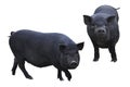 Cute black pigs.