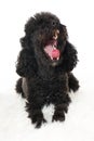 Cute black poodle yawning on white background