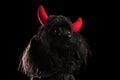 Cute black poodle wearing red devil horns as a costume Royalty Free Stock Photo