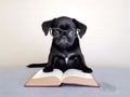 Cute black PUG puppy with book about bedtime stories