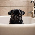 Cute black pug sitting in the tub Royalty Free Stock Photo