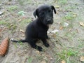 Cute black puppy little pet sitted