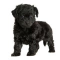 Cute Black Puppy