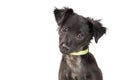 Cute Black Puppy Closeup Looking at Camera Royalty Free Stock Photo