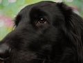 Black Puppy Dog Close Up Brown Eye Portrait