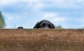 Cute Black Puppy Dog Looking Over a Wooden Fence Royalty Free Stock Photo