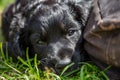 Cute Black Puppy Dog Sleeping On Grass By A Cushion