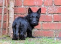 Cute black puppy dog standing by red brick wall.