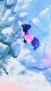 Cute black puppy exploring irocks of ice drift. Dog in the mountains. Funny poodle wearing pink winter jacket traveling