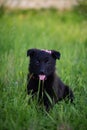 A cute black puppy with its tongue sticking out is sitting on the grass and looking at the camera Royalty Free Stock Photo