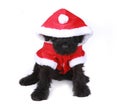 Cute Black Russian Terrier Puppy Santa on White Background Royalty Free Stock Photo