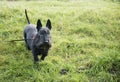 Cute black Scottish Terrier dog on green grass Royalty Free Stock Photo