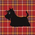 Cute black scottish terrier on tartan background.