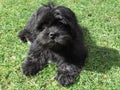 Cute black shaggy dog