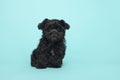 Cute black shih tzu mix puppy looking at the camera sitting on a blue background